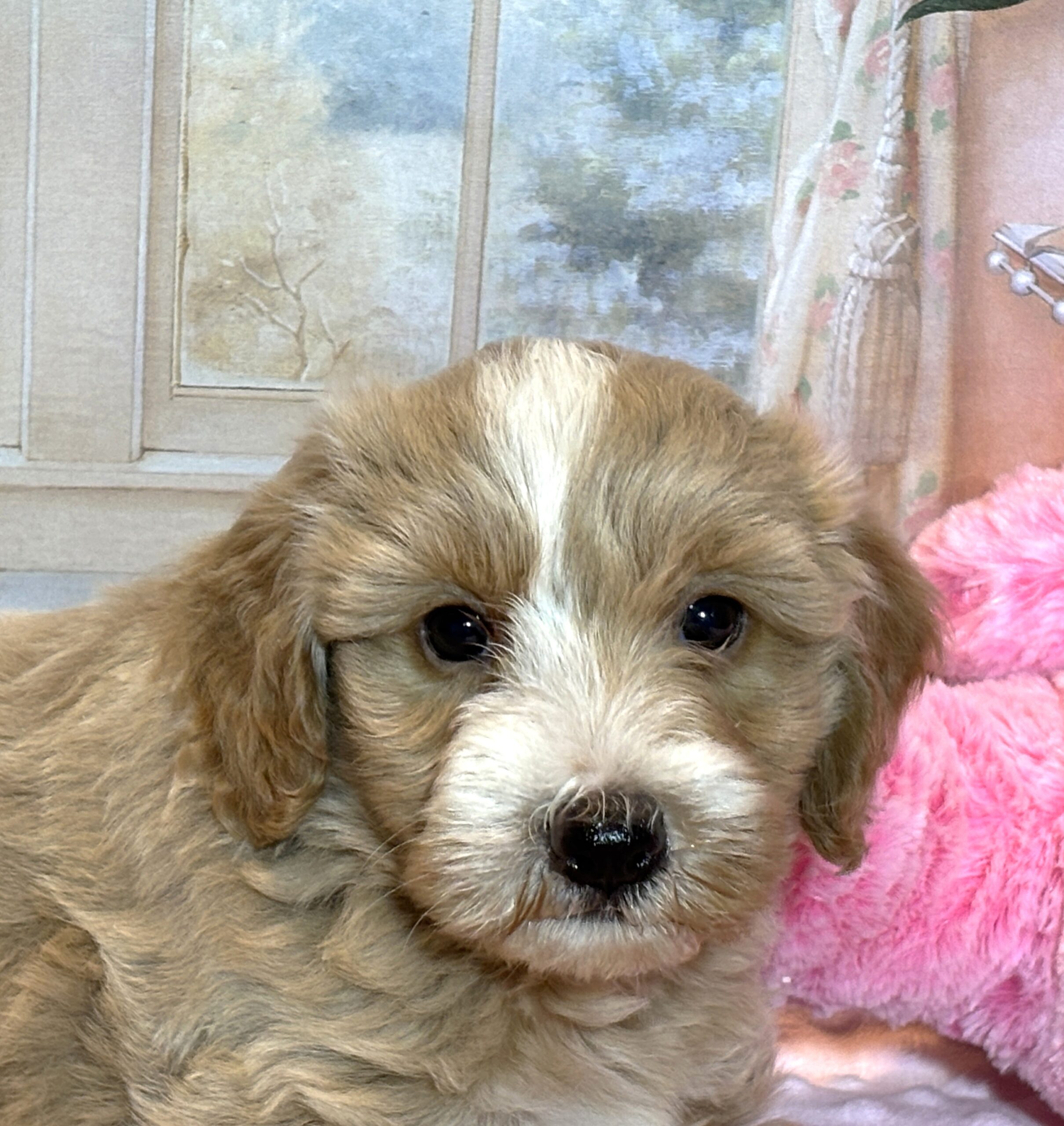 HONEY – Schnoodle – Small Paws, Big heart!