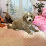 HONEY – Schnoodle – Small Paws, Big heart!