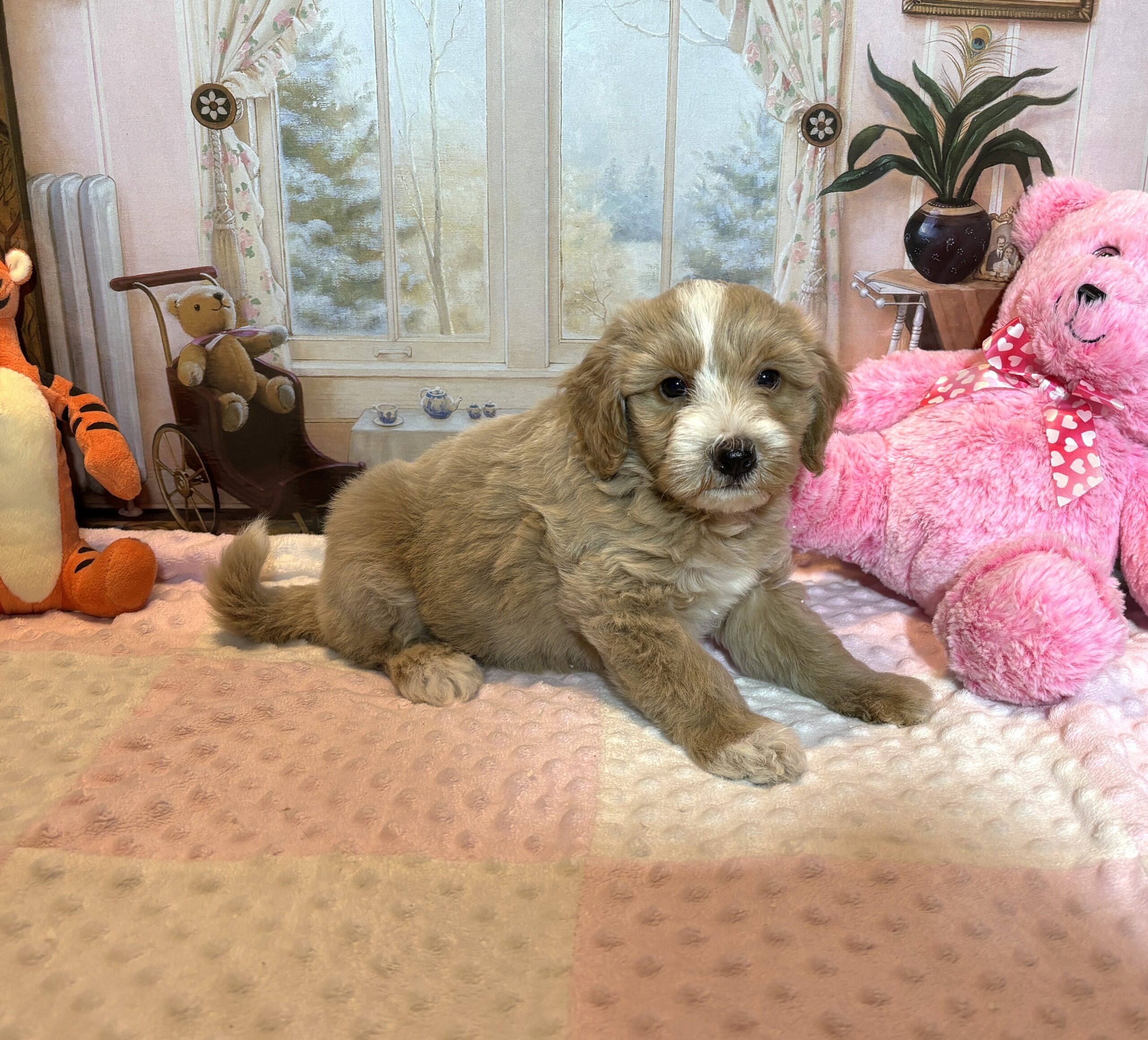 HONEY – Schnoodle – Small Paws, Big heart!