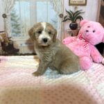 HONEY – Schnoodle – Small Paws, Big heart!