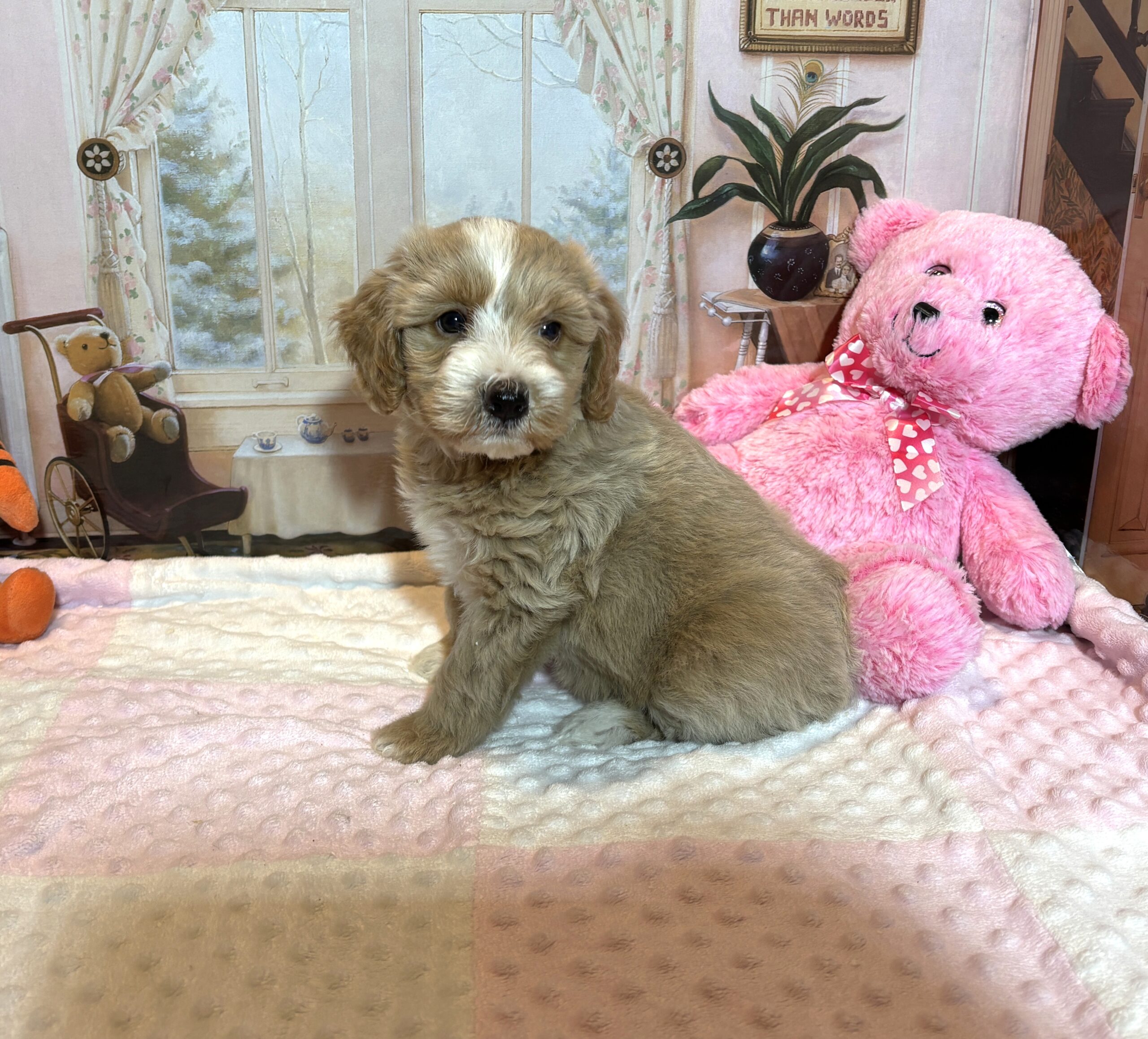 HONEY – Schnoodle – Small Paws, Big heart!