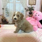 HONEY – Schnoodle – Small Paws, Big heart!