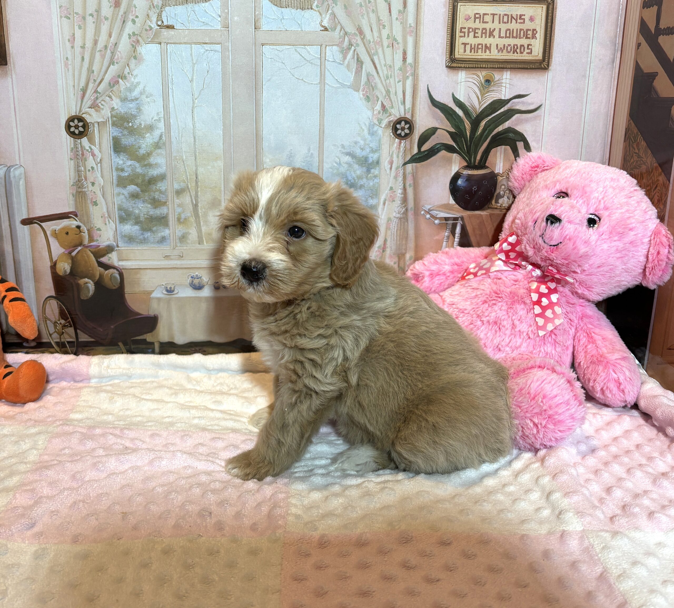 HONEY – Schnoodle – Small Paws, Big heart!