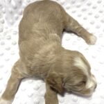 HONEY – Schnoodle Ready for Love!!