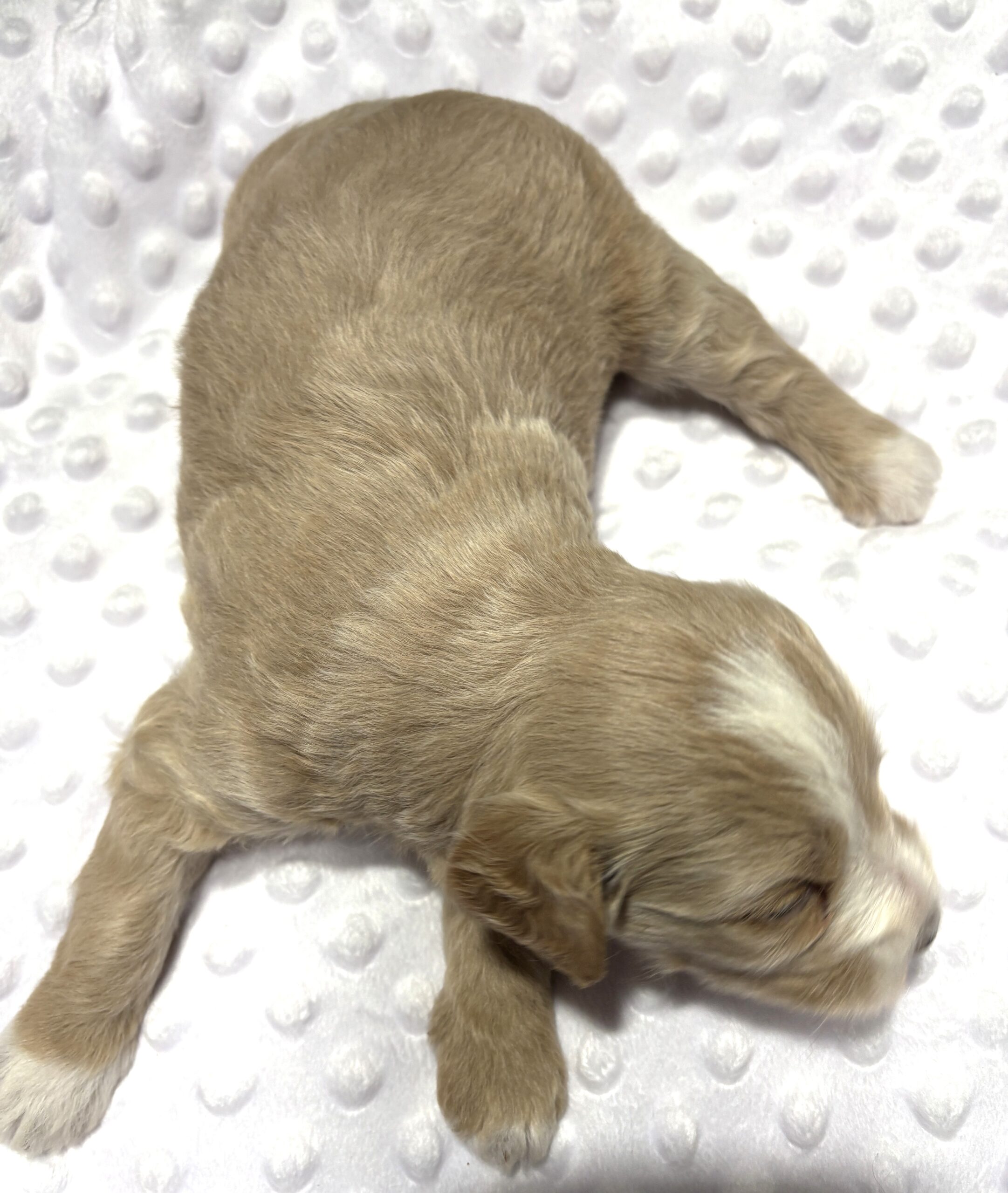 HONEY – Schnoodle Ready for Love!!