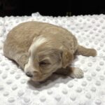 HONEY – Schnoodle Ready for Love!!