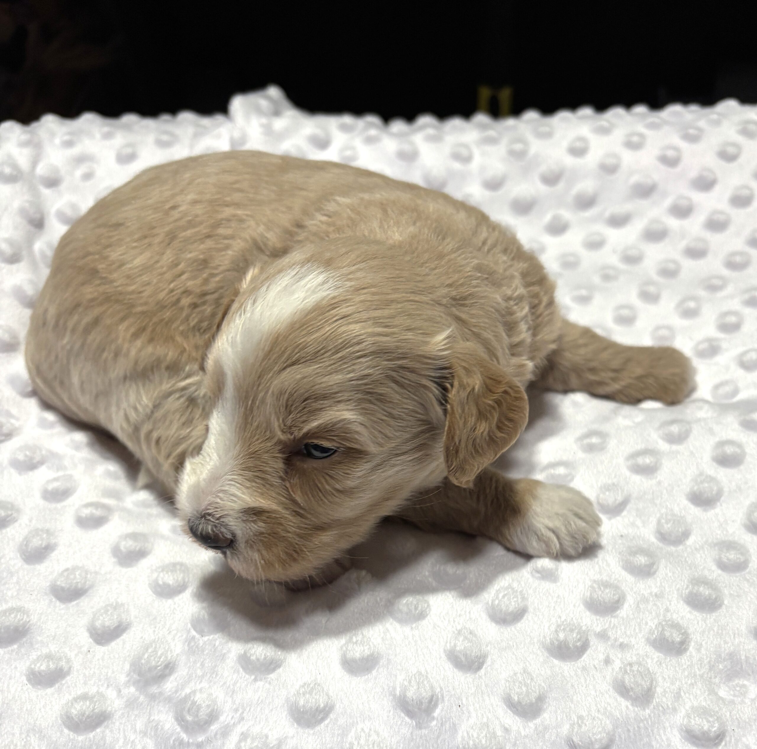 HONEY – Schnoodle Ready for Love!!