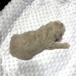ISABELLE – Schnoodle – Ready to Be Your Best Friend!!