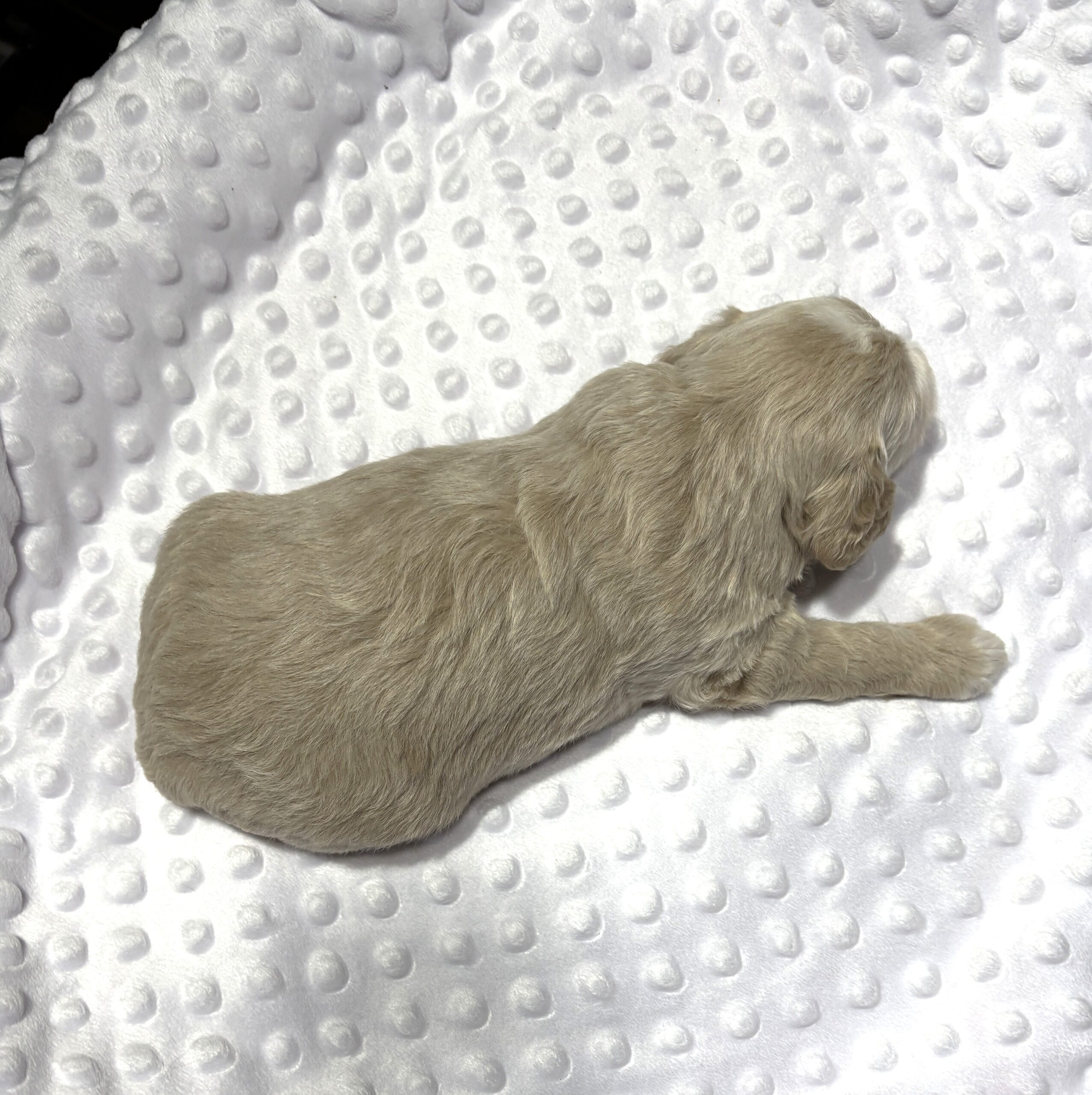 ISABELLE – Schnoodle – Ready to Be Your Best Friend!!