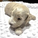 ISABELLE – Schnoodle – Ready to Be Your Best Friend!!