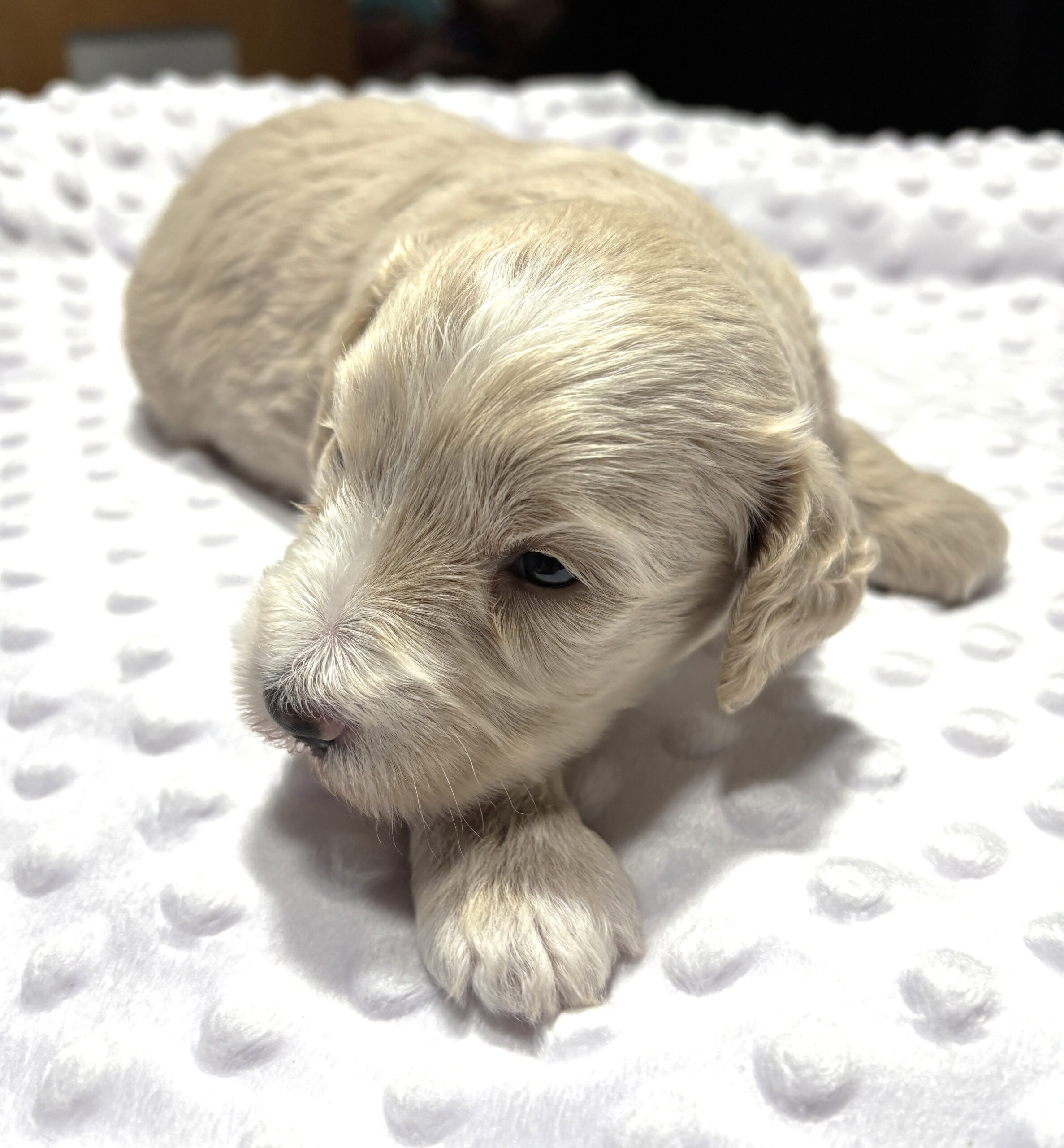 ISABELLE – Schnoodle – Ready to Be Your Best Friend!!