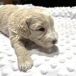 ISABELLE – Schnoodle – Ready to Be Your Best Friend!!