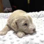 ISABELLE – Schnoodle – Ready to Be Your Best Friend!!