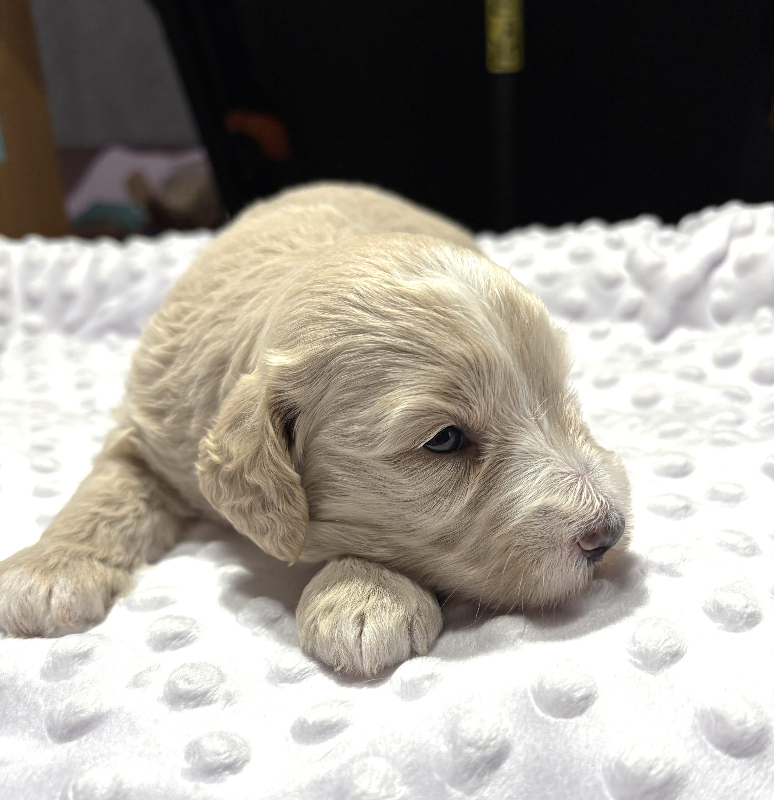 ISABELLE – Schnoodle – Ready to Be Your Best Friend!!
