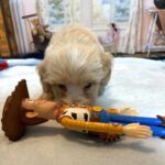 MYLES – Schnoodle – Cuteness That Stacks Up!!