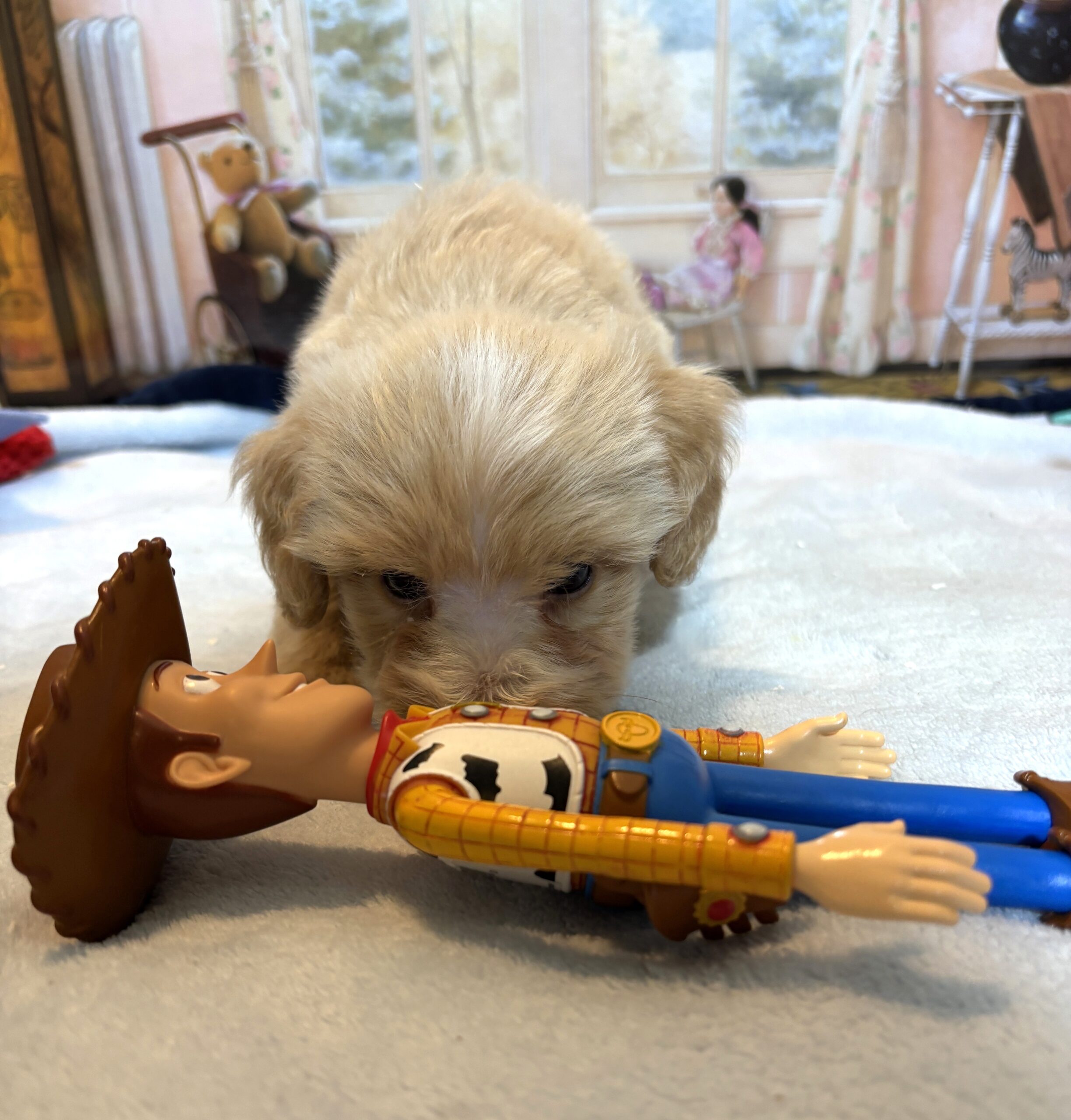 MYLES – Schnoodle – Cuteness That Stacks Up!!