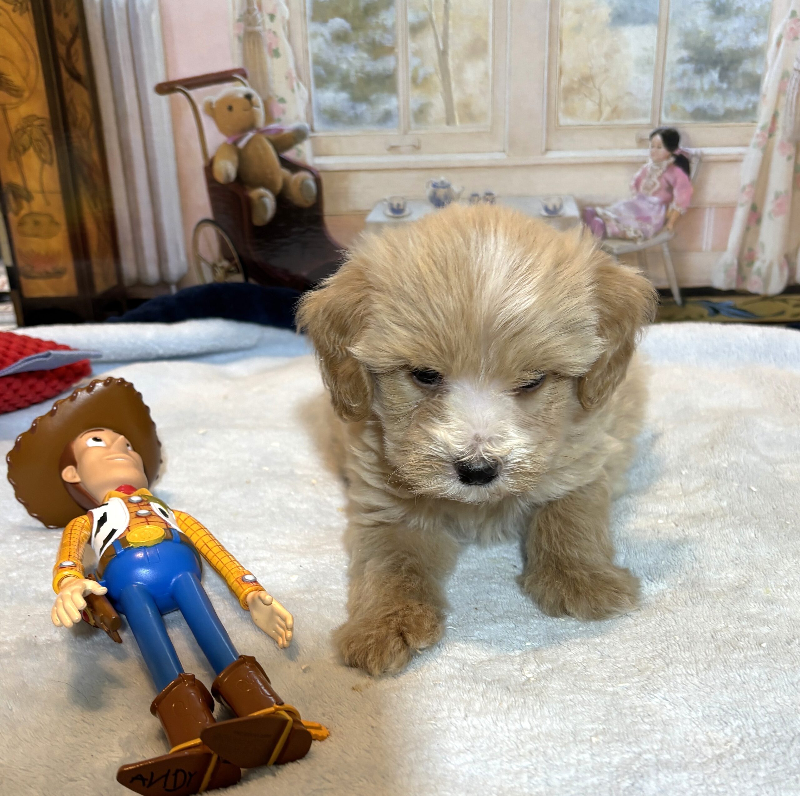 MYLES – Schnoodle – Cuteness That Stacks Up!!