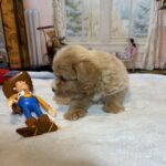 MYLES – Schnoodle – Cuteness That Stacks Up!!