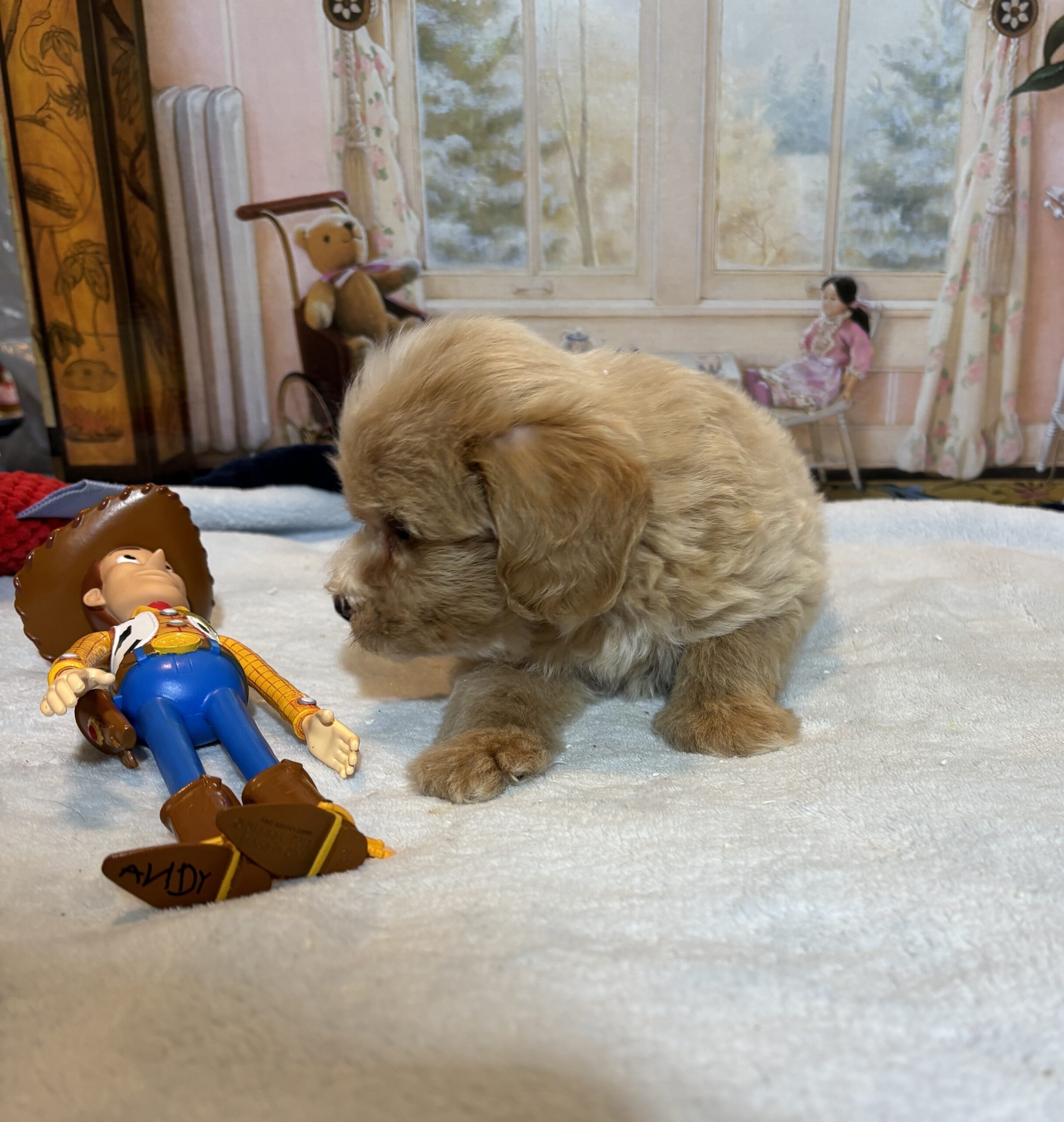 MYLES – Schnoodle – Cuteness That Stacks Up!!
