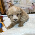 MYLES – Schnoodle – Cuteness That Stacks Up!!