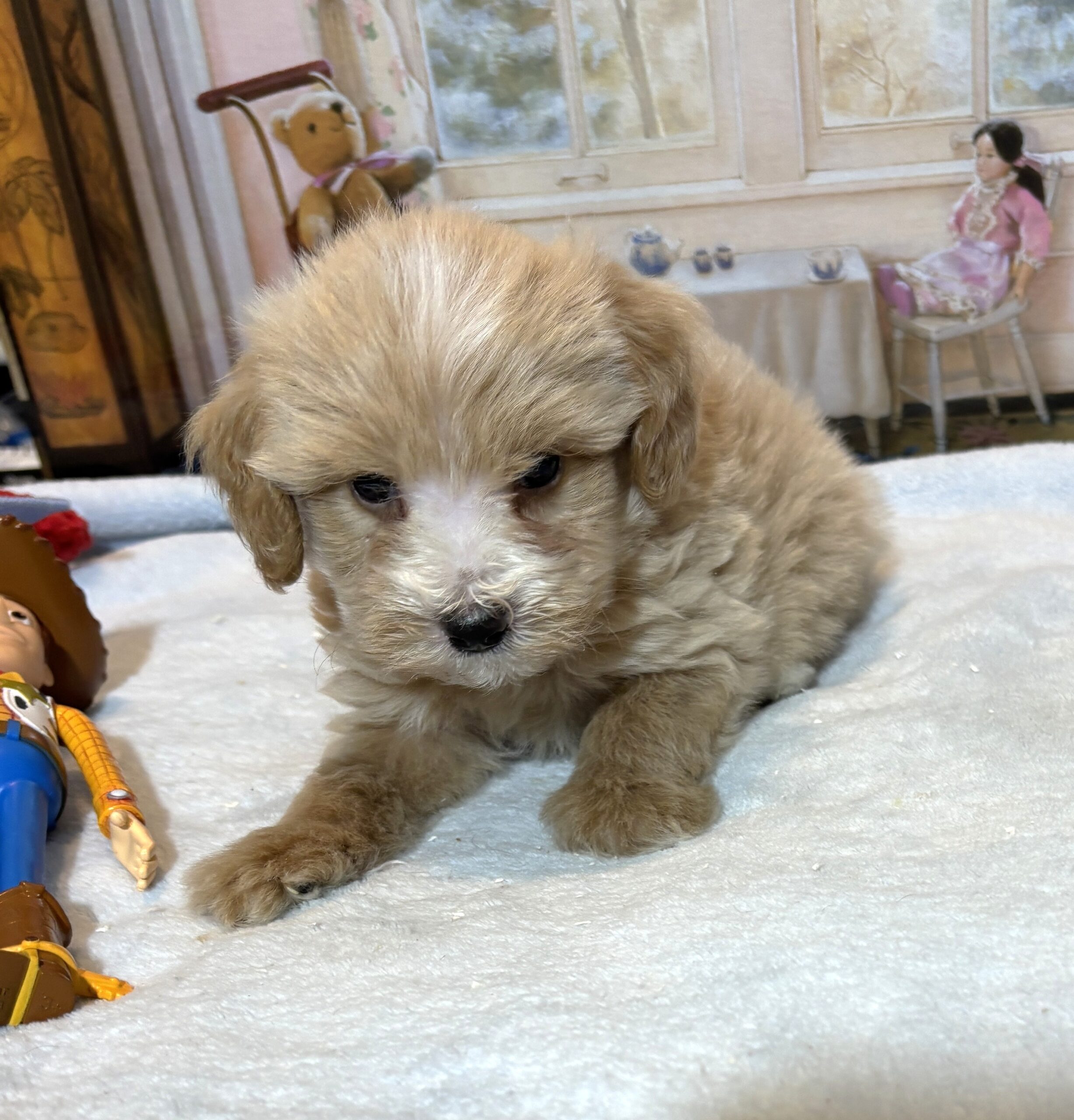 MYLES – Schnoodle – Cuteness That Stacks Up!!