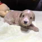 MYLES – Schnoodle – Cuteness That Stacks Up!!