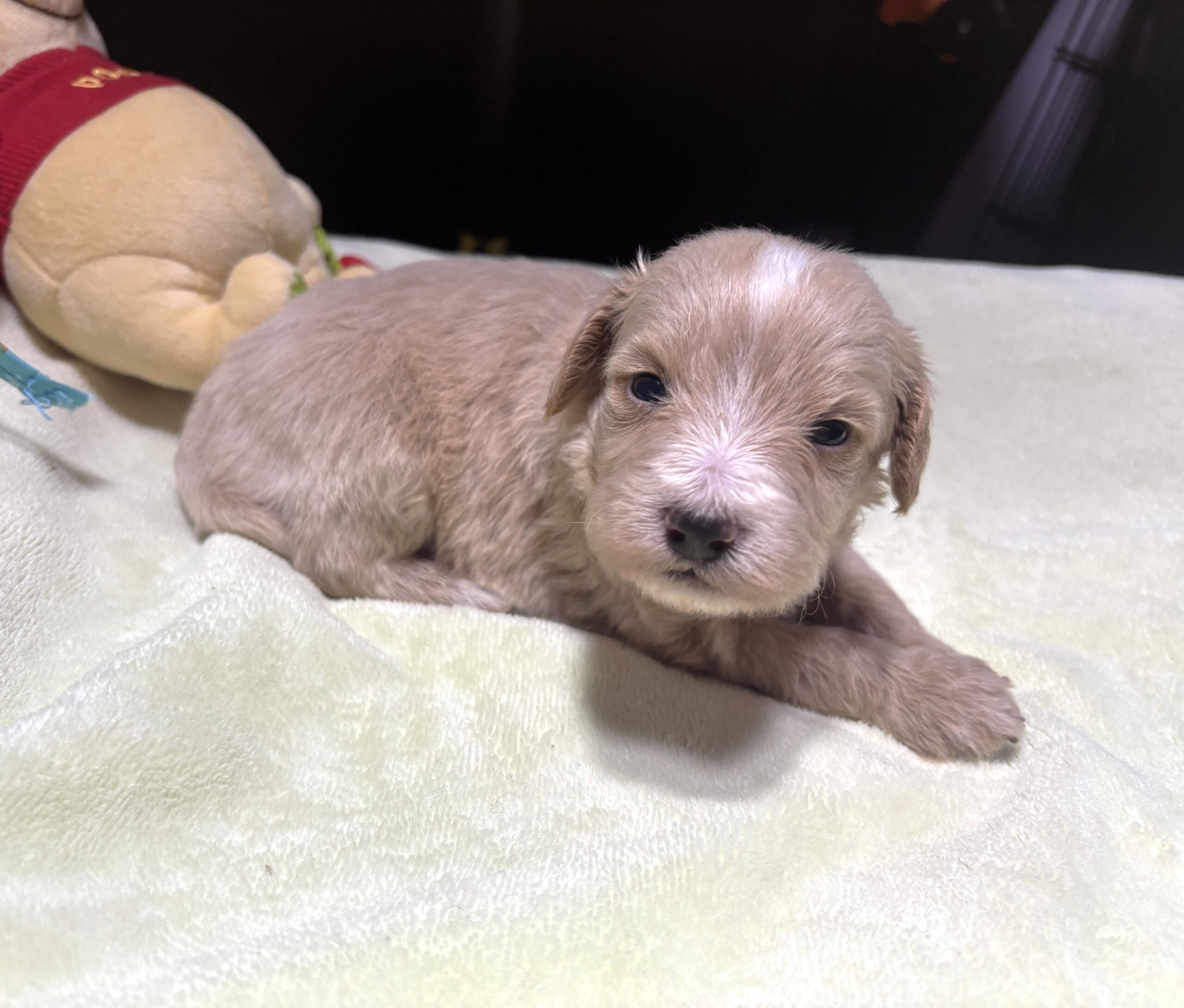 MYLES – Schnoodle – Cuteness That Stacks Up!!