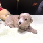 MYLES – Schnoodle – Cuteness That Stacks Up!!