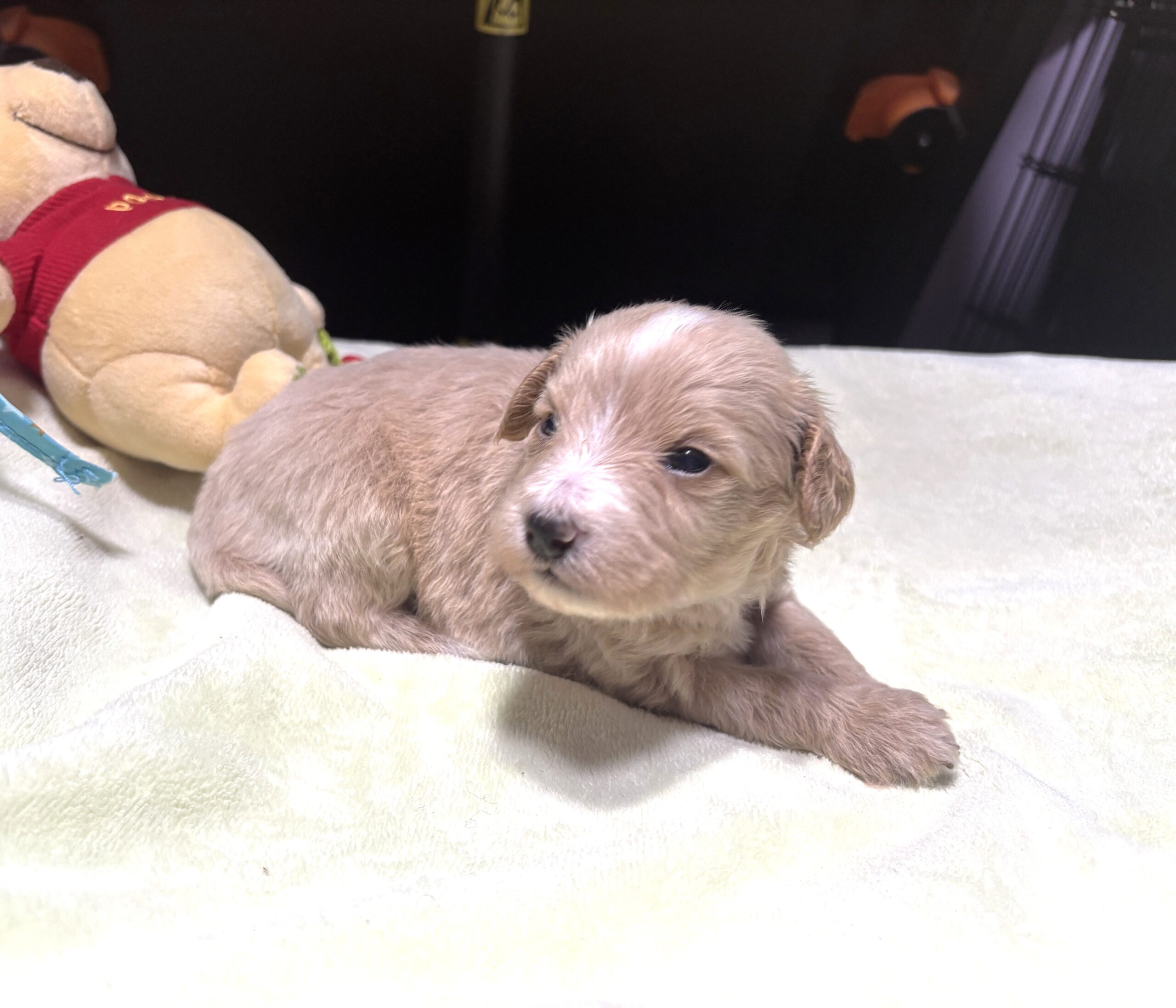 MYLES – Schnoodle – Cuteness That Stacks Up!!