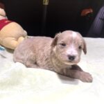 MYLES – Schnoodle – Cuteness That Stacks Up!!