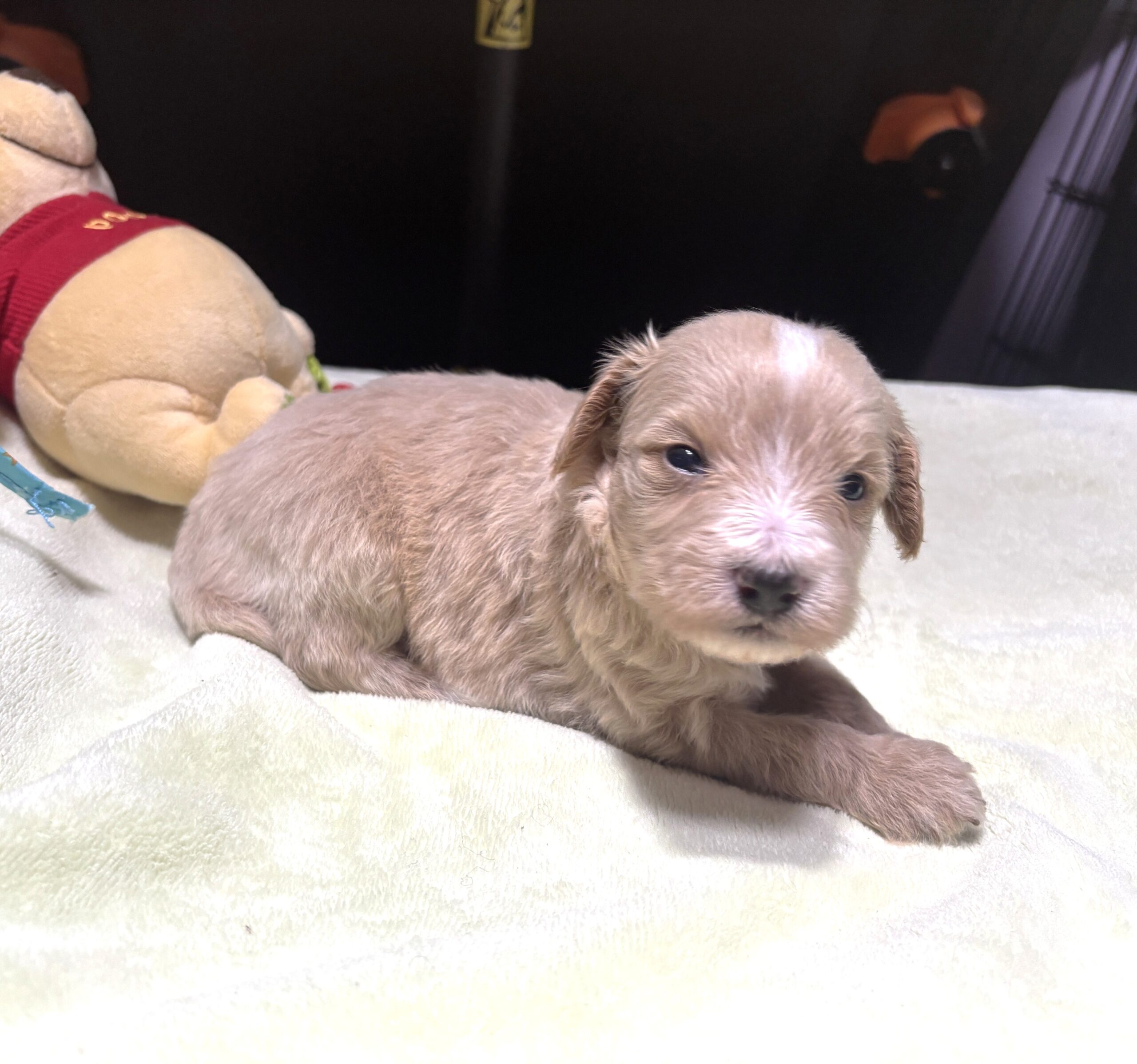 MYLES – Schnoodle – Cuteness That Stacks Up!!