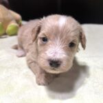 MYLES – Schnoodle – Cuteness That Stacks Up!!