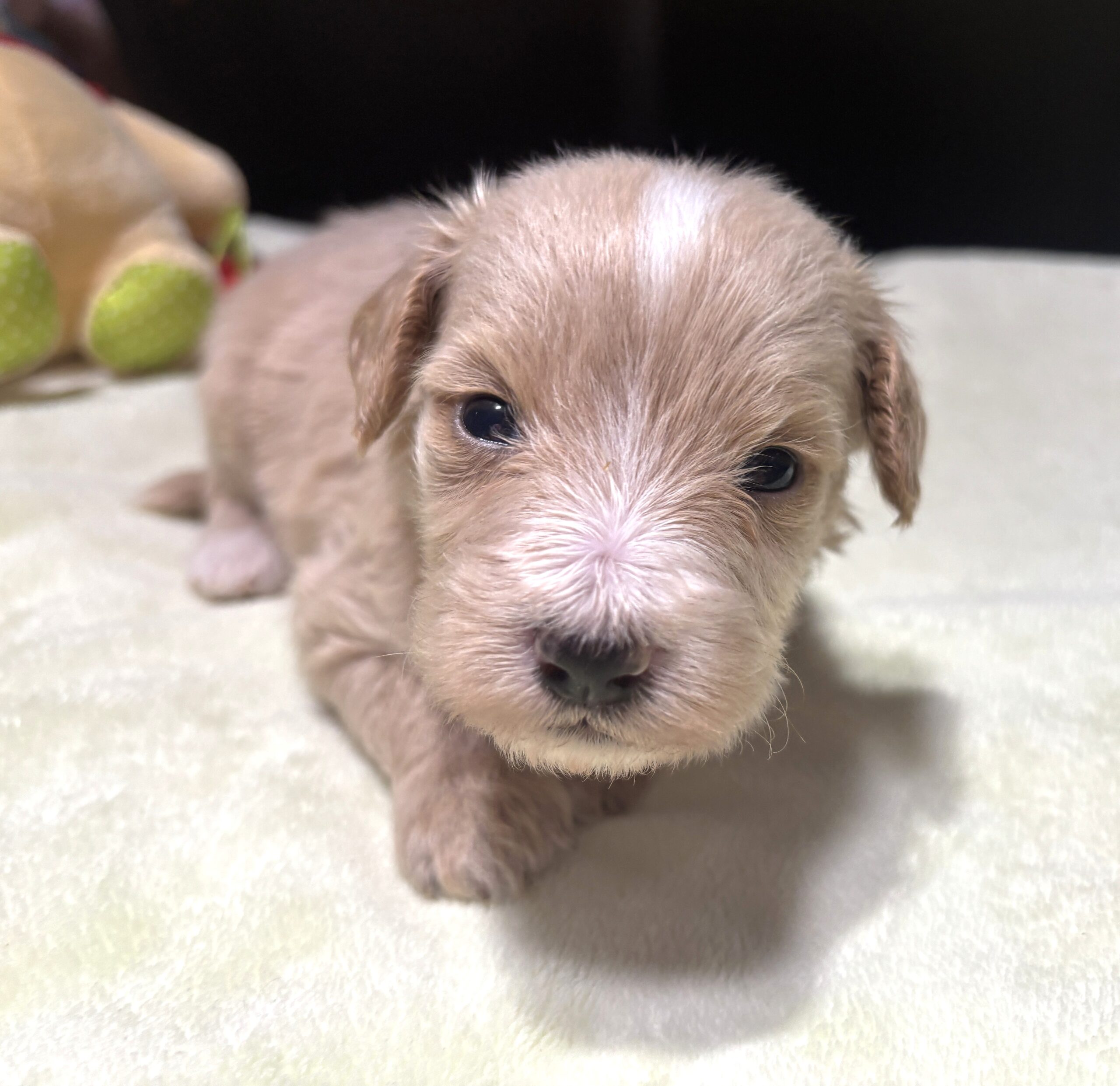 MYLES – Schnoodle – Cuteness That Stacks Up!!