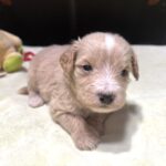 MYLES – Schnoodle – Cuteness That Stacks Up!!