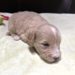 MYLES – Schnoodle – Cuteness That Stacks Up!!