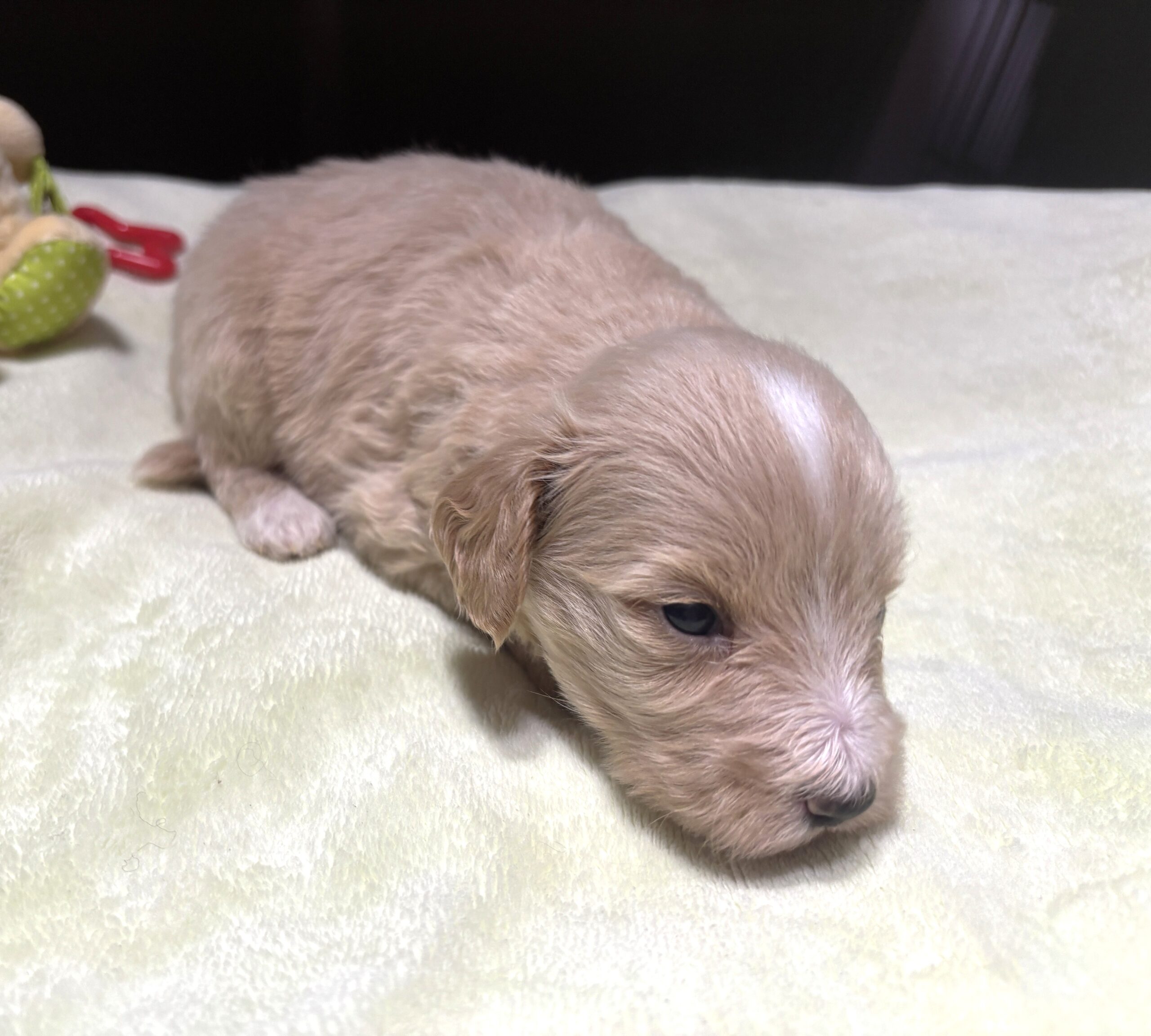 MYLES – Schnoodle – Cuteness That Stacks Up!!