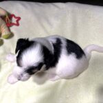 NIKKO – Schnoodle – Love At First Paw!