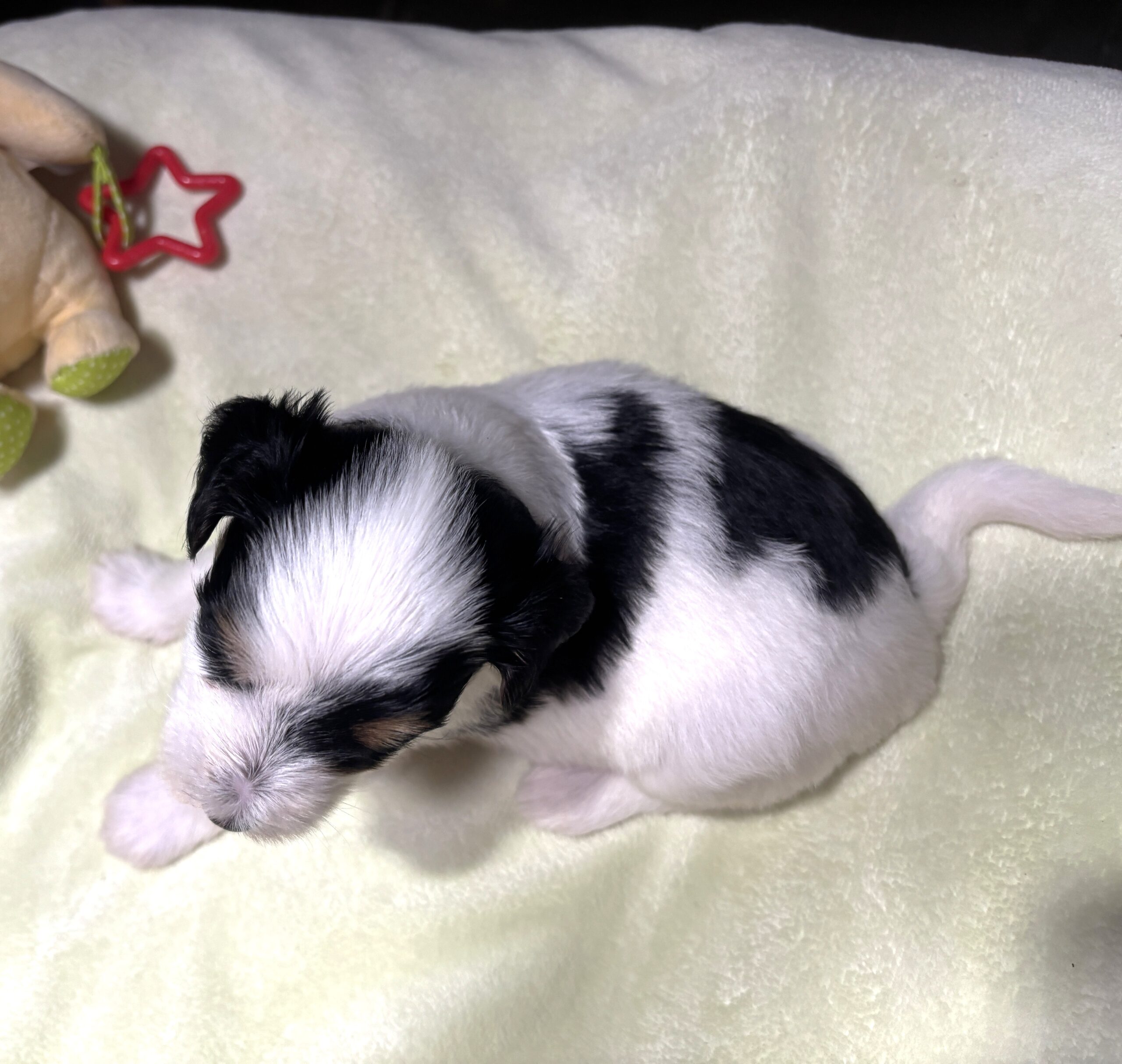 NIKKO – Schnoodle – Love At First Paw!