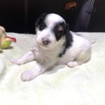 NIKKO – Schnoodle – Love At First Paw!