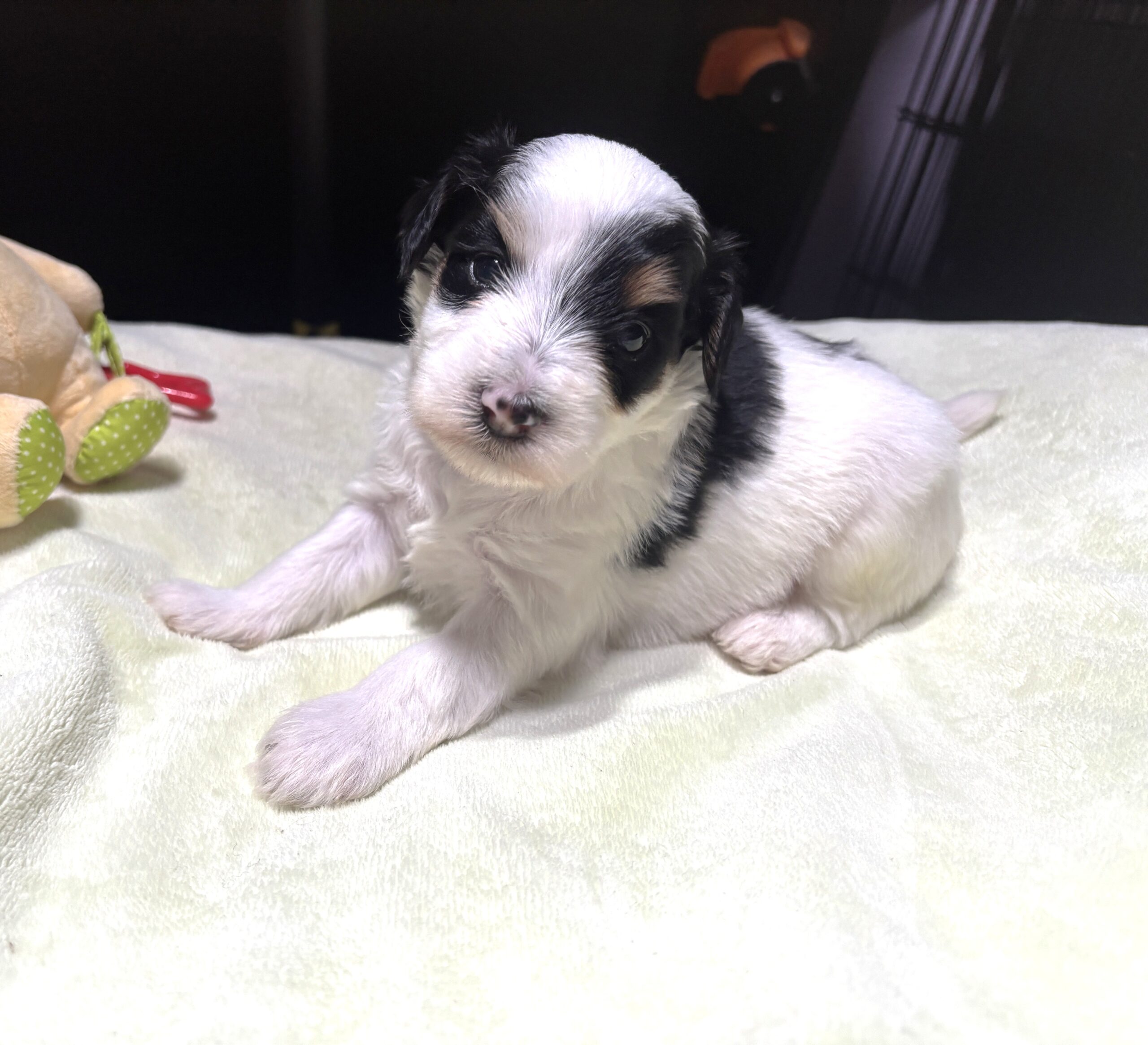 NIKKO – Schnoodle – Love At First Paw!