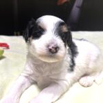 NIKKO – Schnoodle – Love At First Paw!