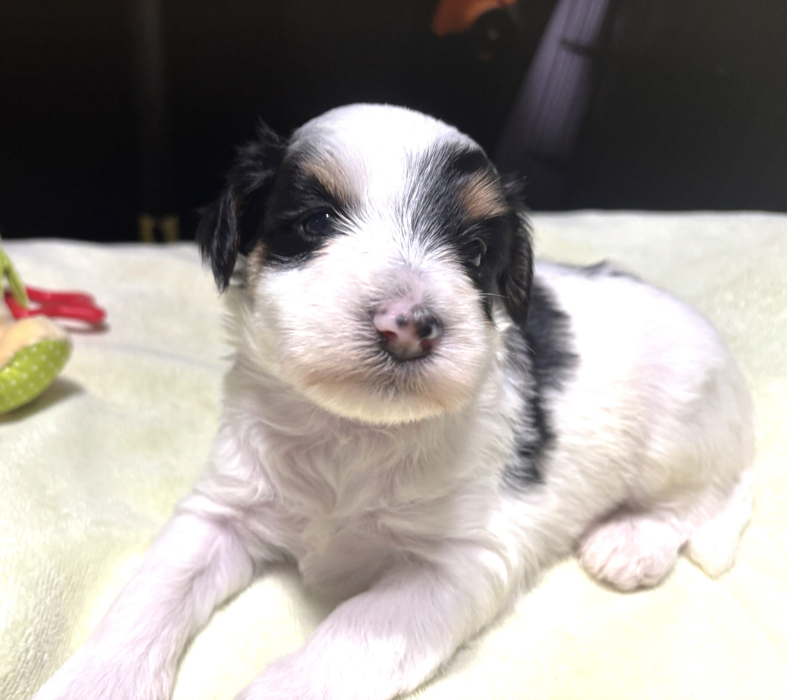 NIKKO – Schnoodle – Love At First Paw!