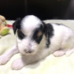 NIKKO – Schnoodle – Love At First Paw!