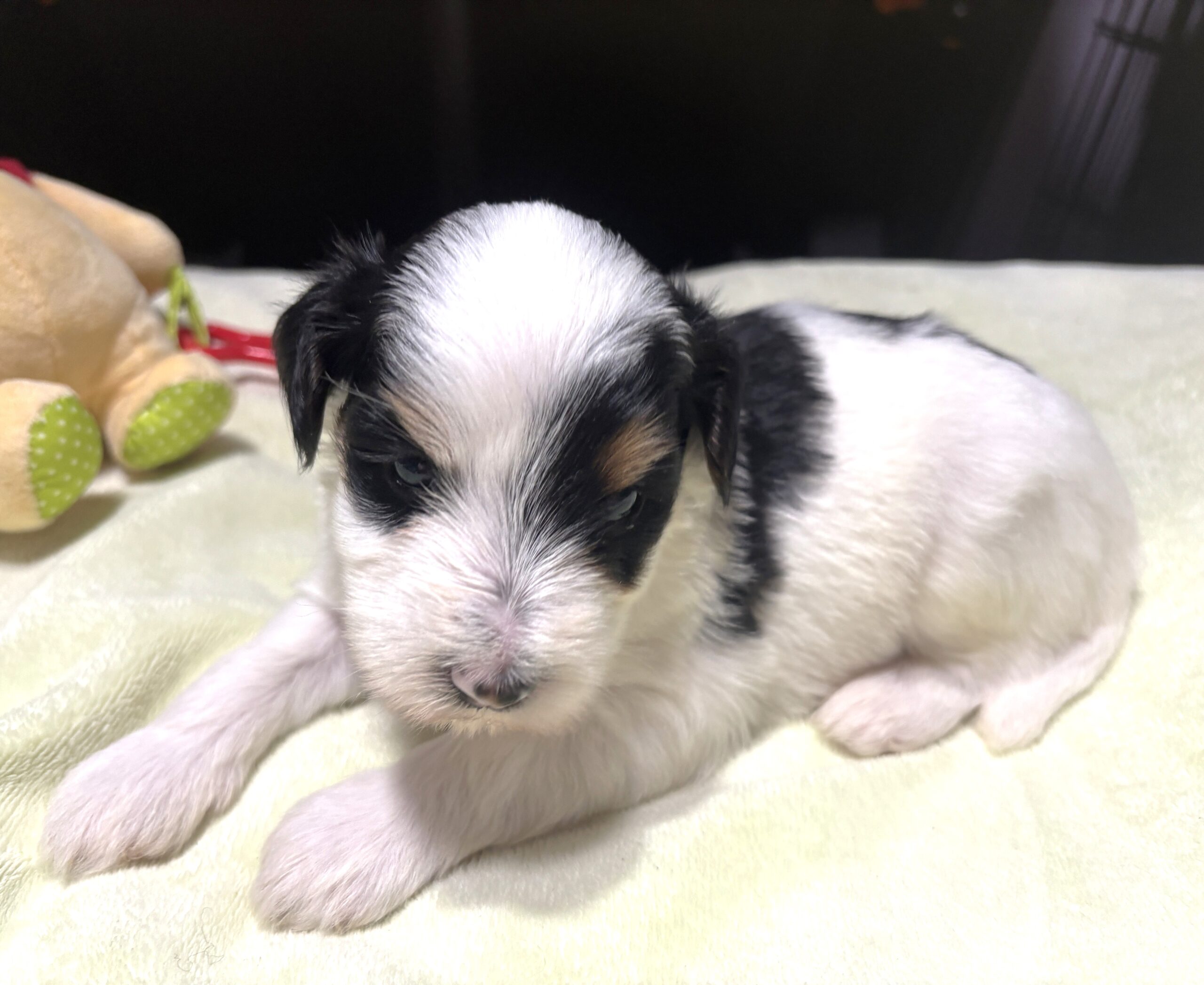 NIKKO – Schnoodle – Love At First Paw!