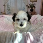 SANDY – Chonzer (Bichon / Schnauzer mix)