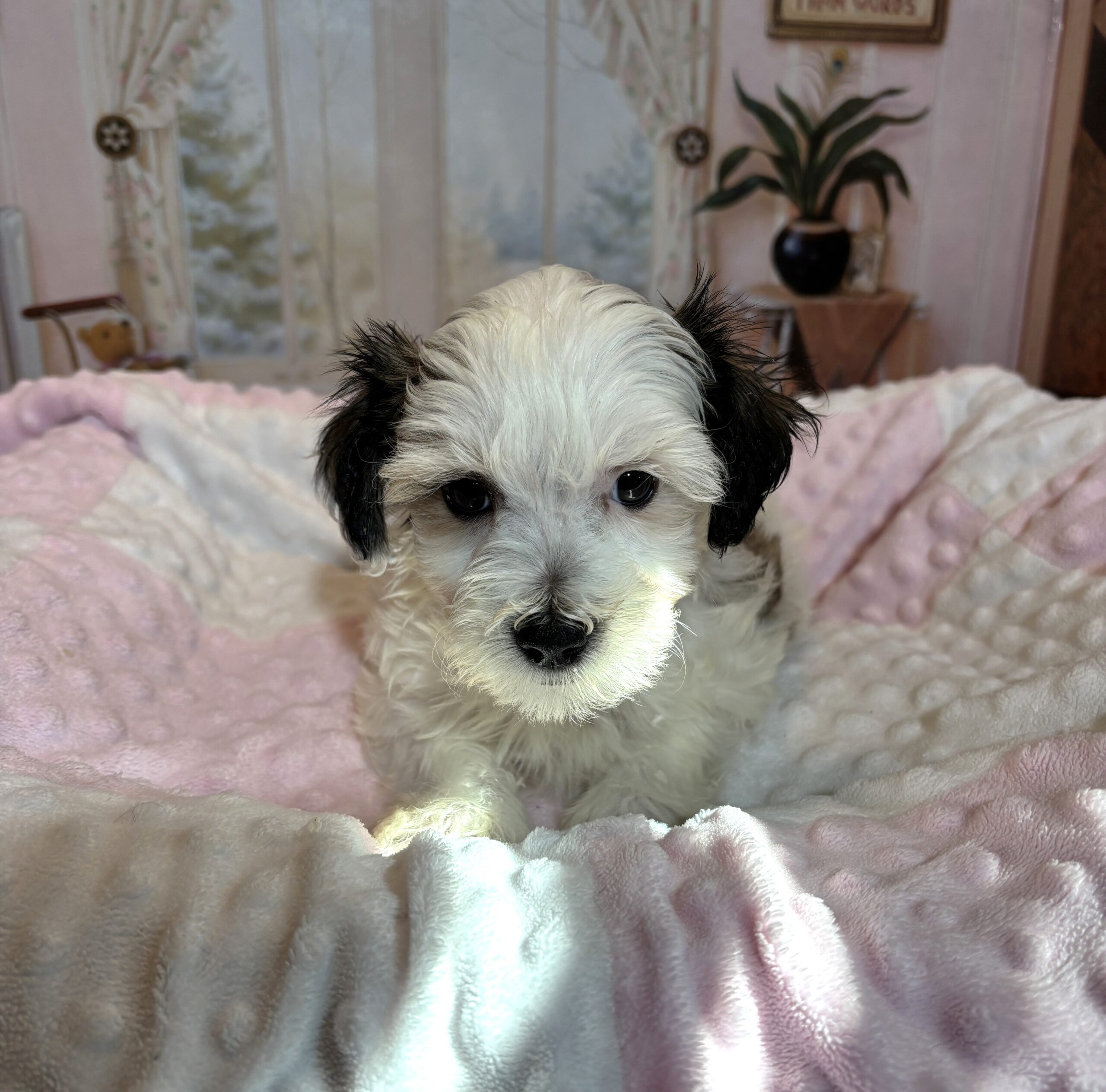 SANDY – Chonzer (Bichon / Schnauzer mix)