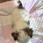 SANDY – Chonzer (Bichon / Schnauzer mix)