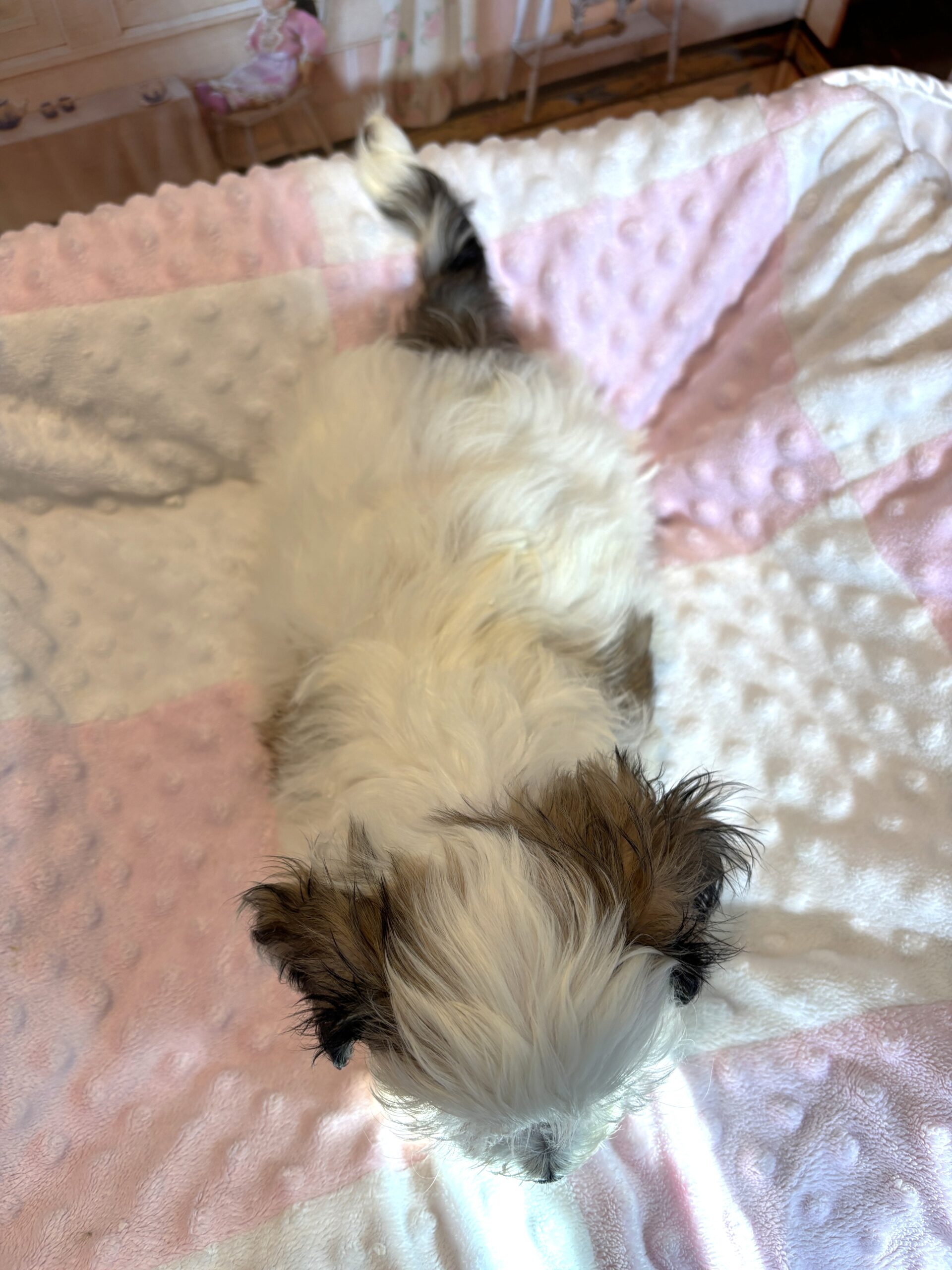 SANDY – Chonzer (Bichon / Schnauzer mix)