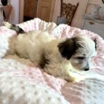 SANDY – Chonzer (Bichon / Schnauzer mix)