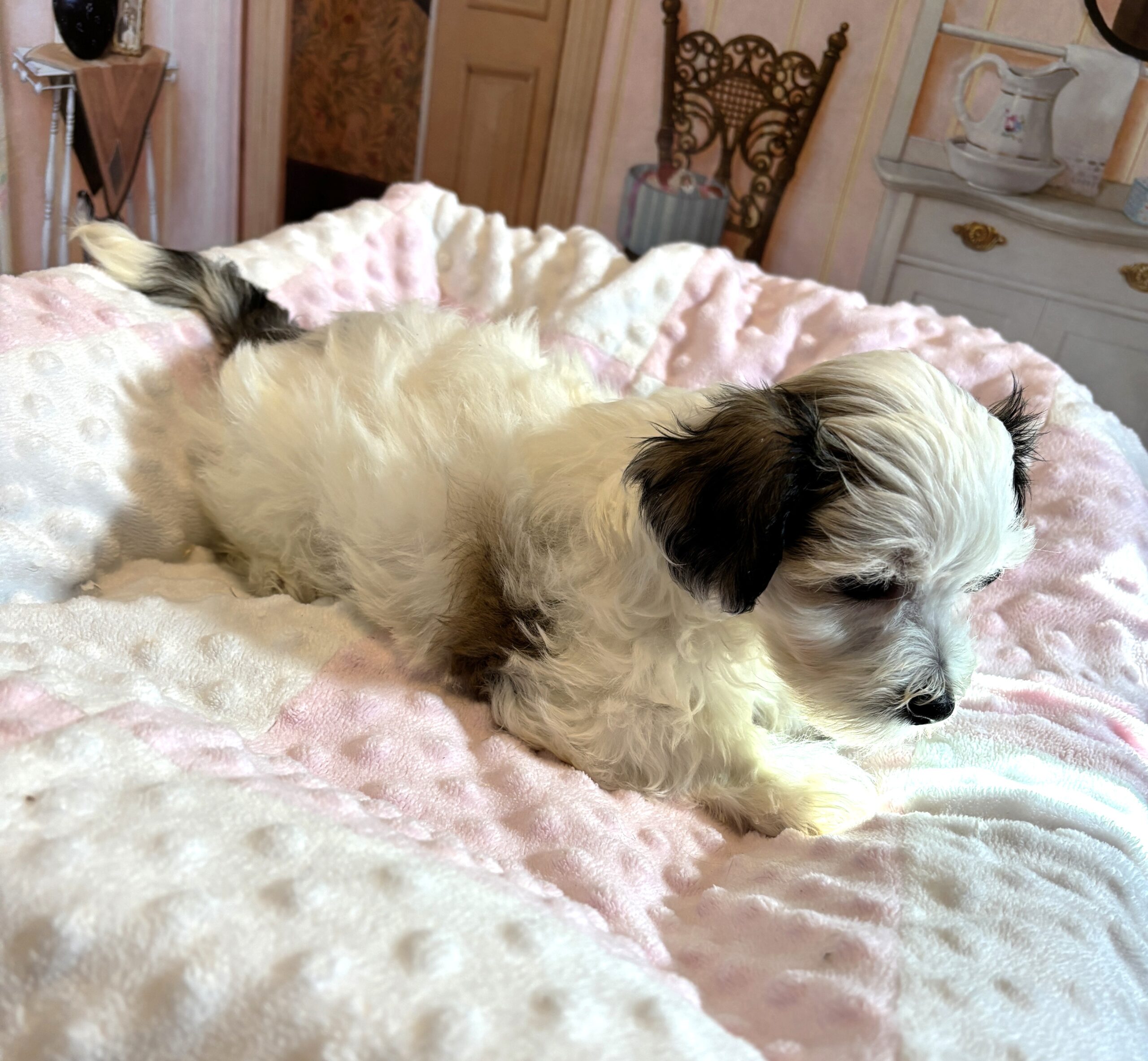 SANDY – Chonzer (Bichon / Schnauzer mix)